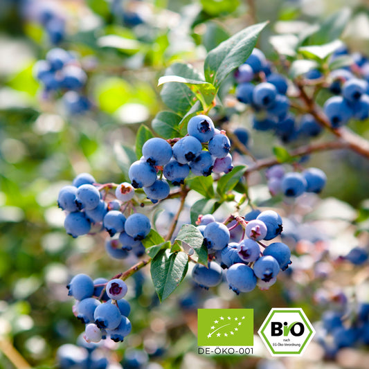 Bio Heidelbeerpulver 100g – Organic Blueberry Powder im Doypack, ohne Zusätze, ohne Zuckerzusatz