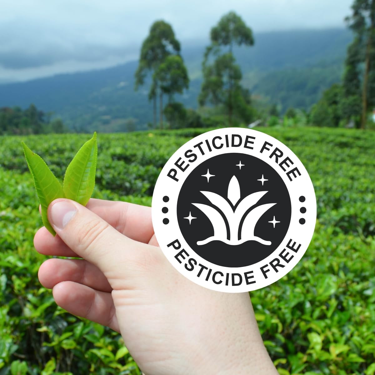 Ceremonial japanischer Matcha Tee Pulver – Limitierte Weihnachten Xmas Edition, 50 g