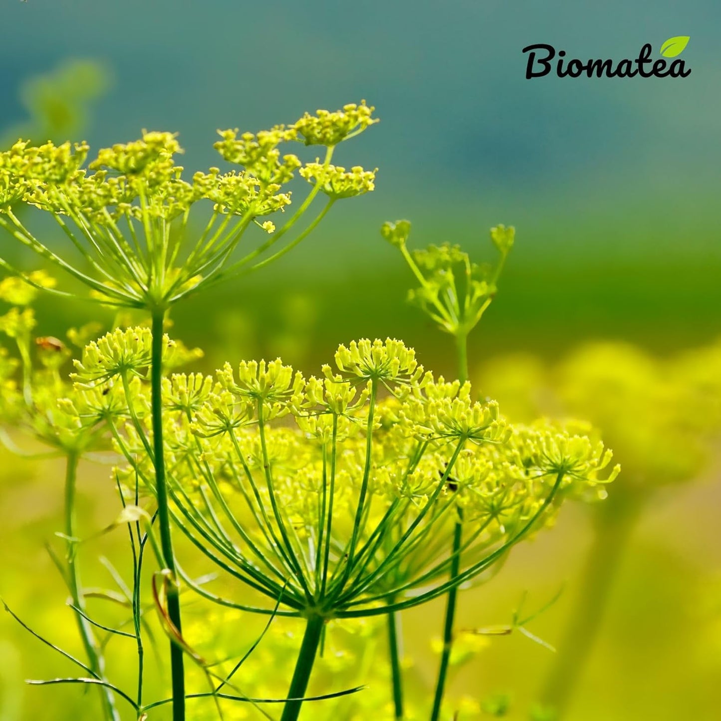 Fenchelsamen, 150 g , Fencheltee, Fenchel Tee