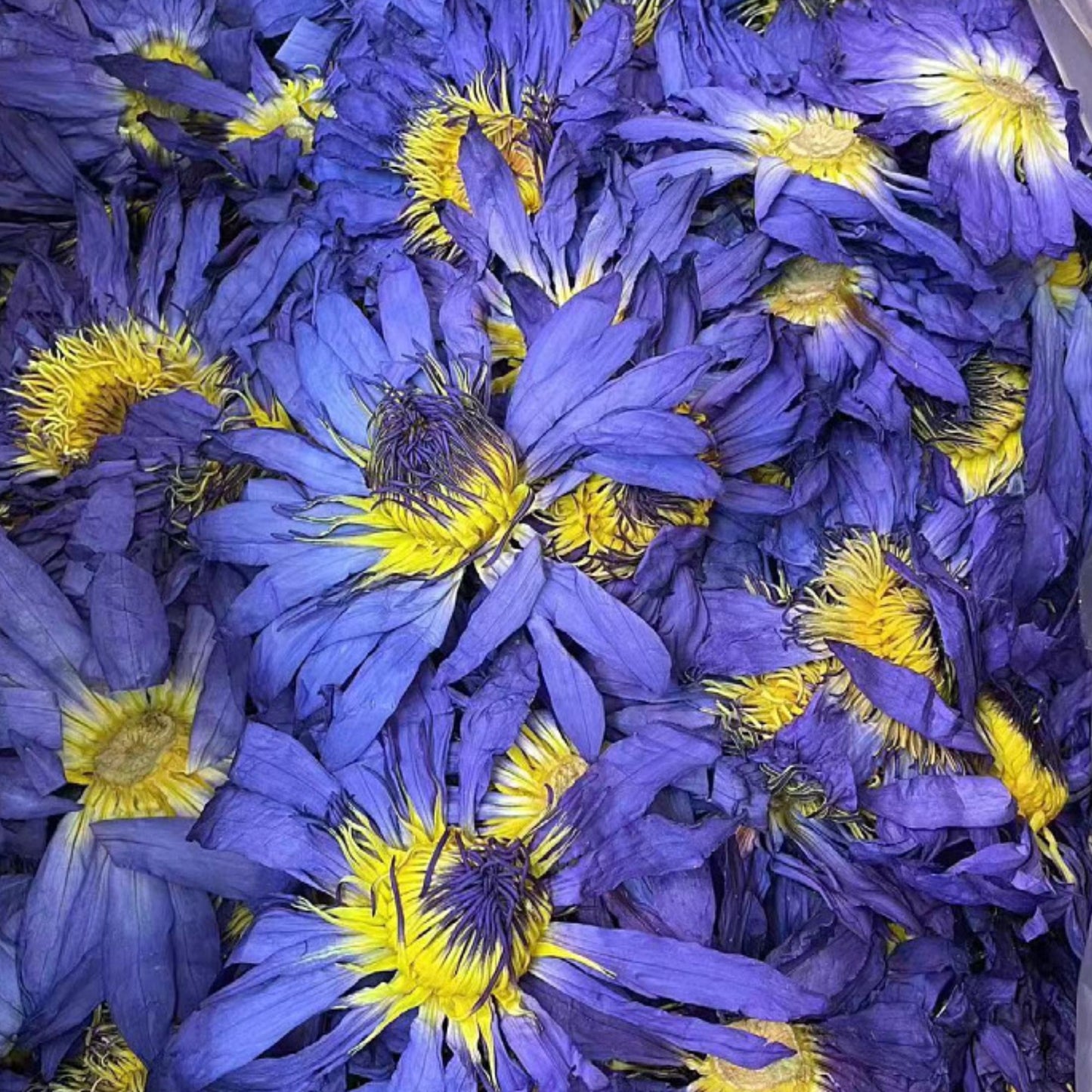 Lotusblüten, Ganze Blüten Blau, Naturbelassen, Getrocknete Deko Blüten, Räucherwerk, 30 g