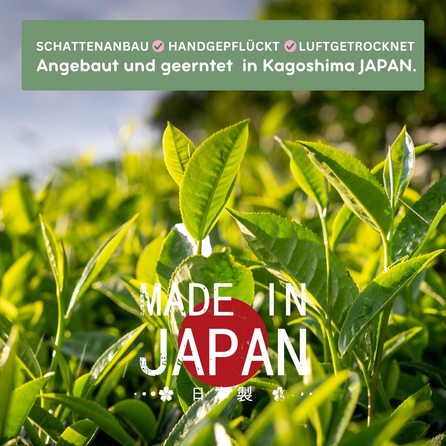 Matcha Pulver aus Japan 150g – Culinary Grade – Premium Grüntee für Backen, Desserts, Smoothies & Latte