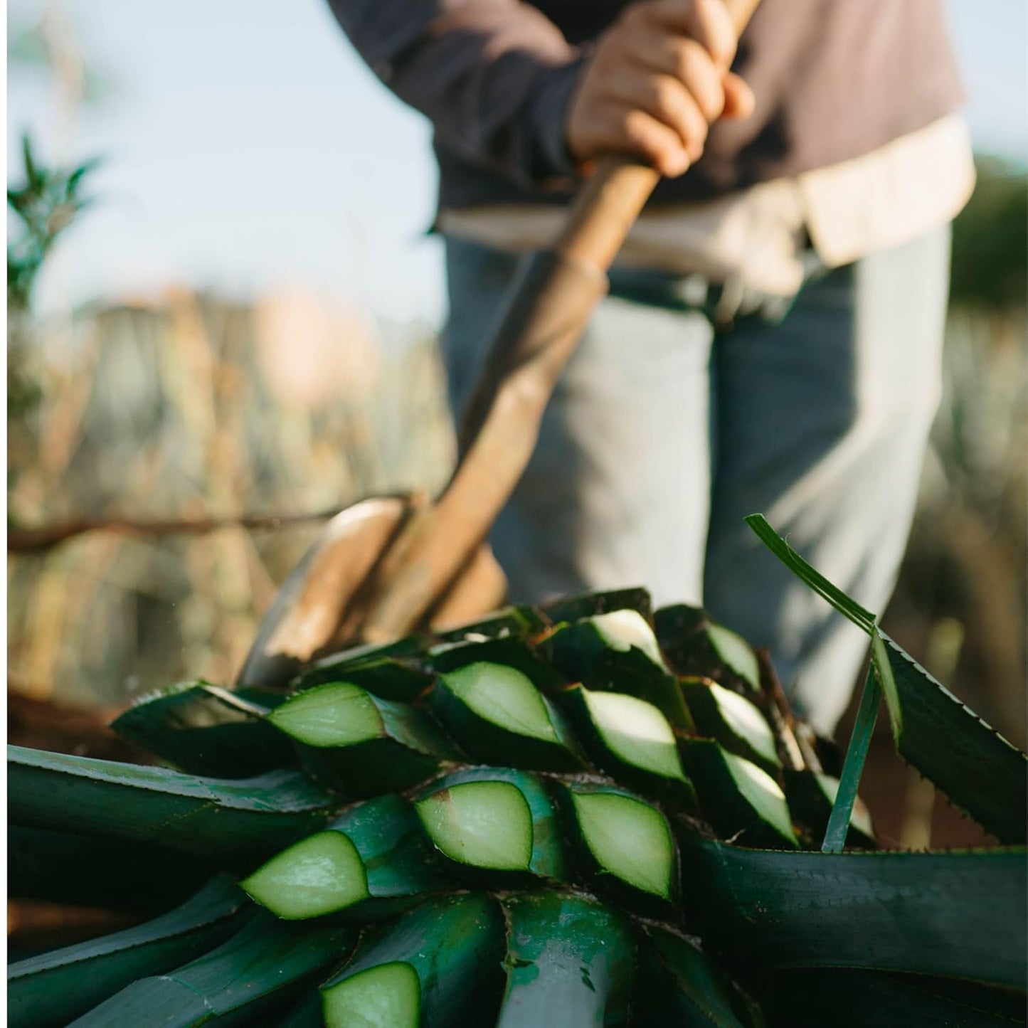 Bio Inulin Pulver aus Agave 180g – Ballaststoffreiches Inulin Pulver, vegan, ohne Zusätze, fein lösl, 180gich
