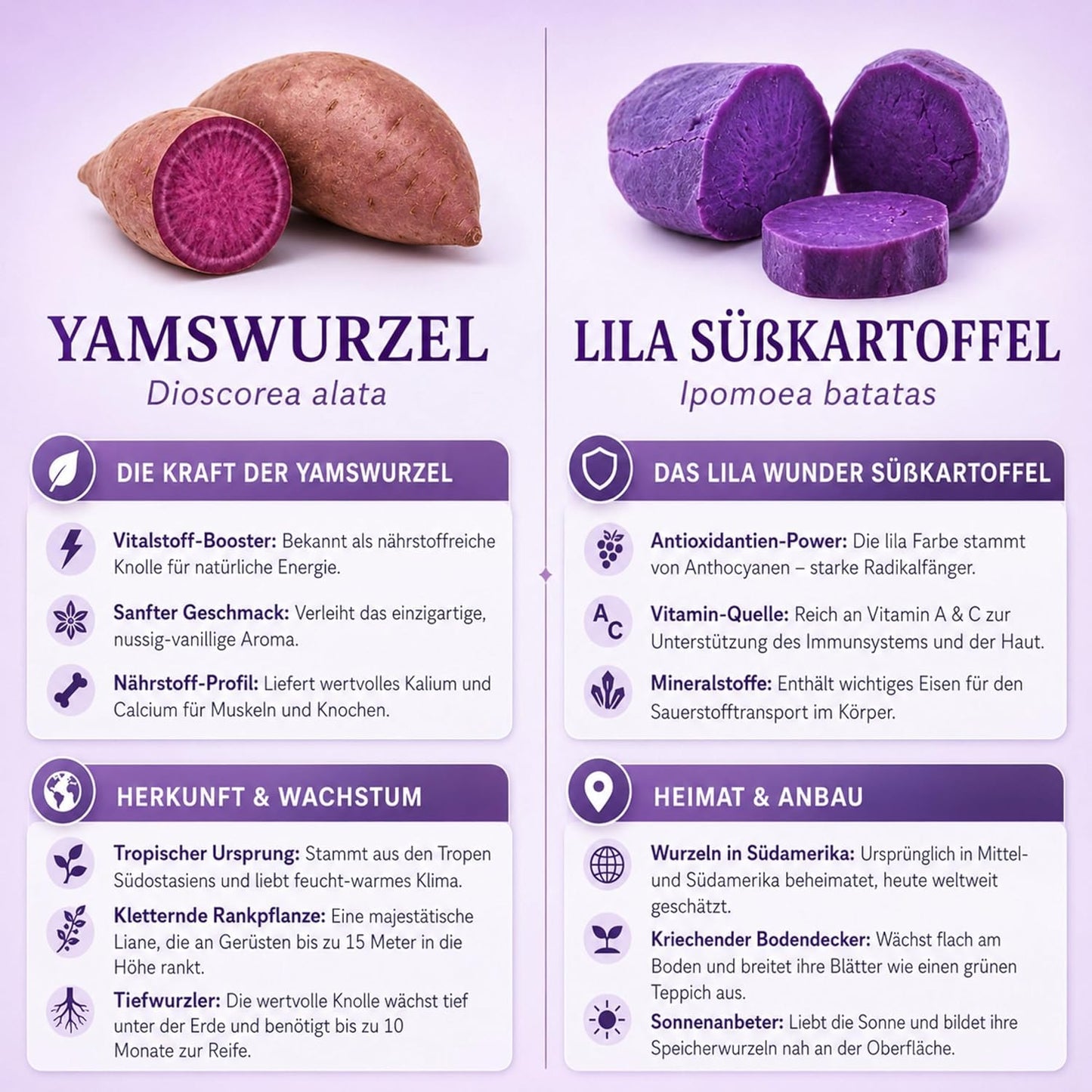 Biomalab Ube Pulver 140g Dose – 100% Natürliche Yamswurzel & Lila Süßkartoffel – Premium Purple Yam Powder – Vegan, Glutenfrei & Ohne Zuckerzusatz