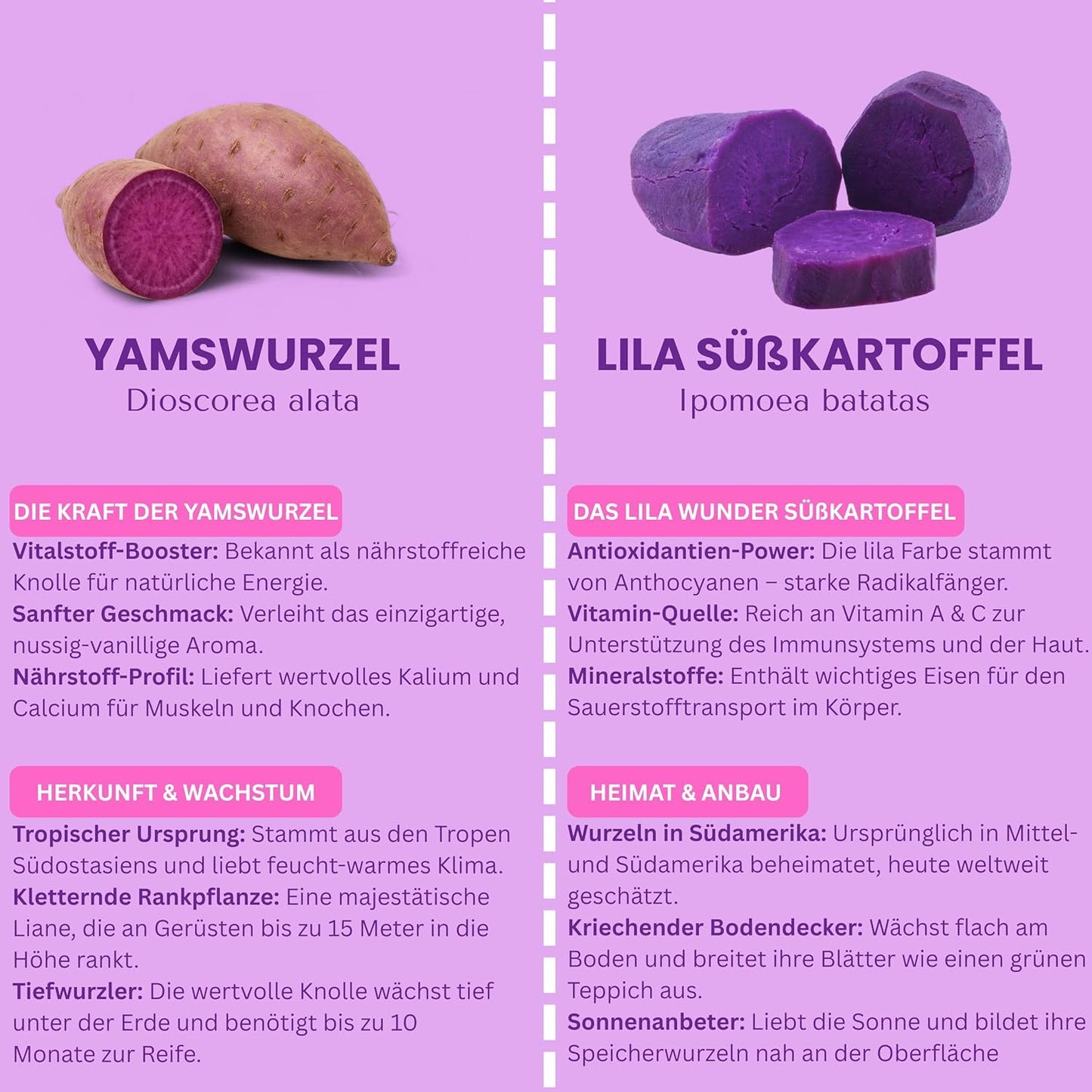 Biomalab Ube Pulver (50g) – 100% Natürliche Yamswurzel & Lila Süßkartoffel – Premium Purple Yam Powder – Vegan, Glutenfrei & Ohne Zuckerzusatz – Ideal für Ube Latte
