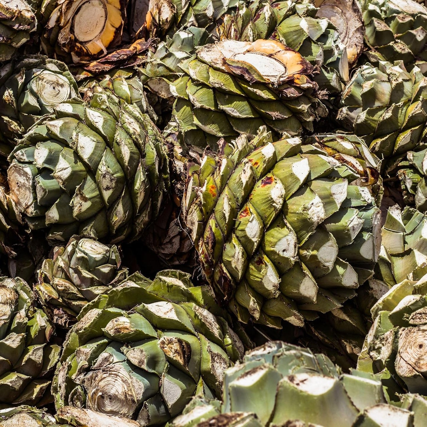 Bio Inulin Pulver aus Agave 180g – Ballaststoffreiches Inulin Pulver, vegan, ohne Zusätze, fein lösl, 180gich